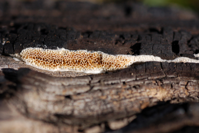 Quale Antrodia? (Antrodia albida)